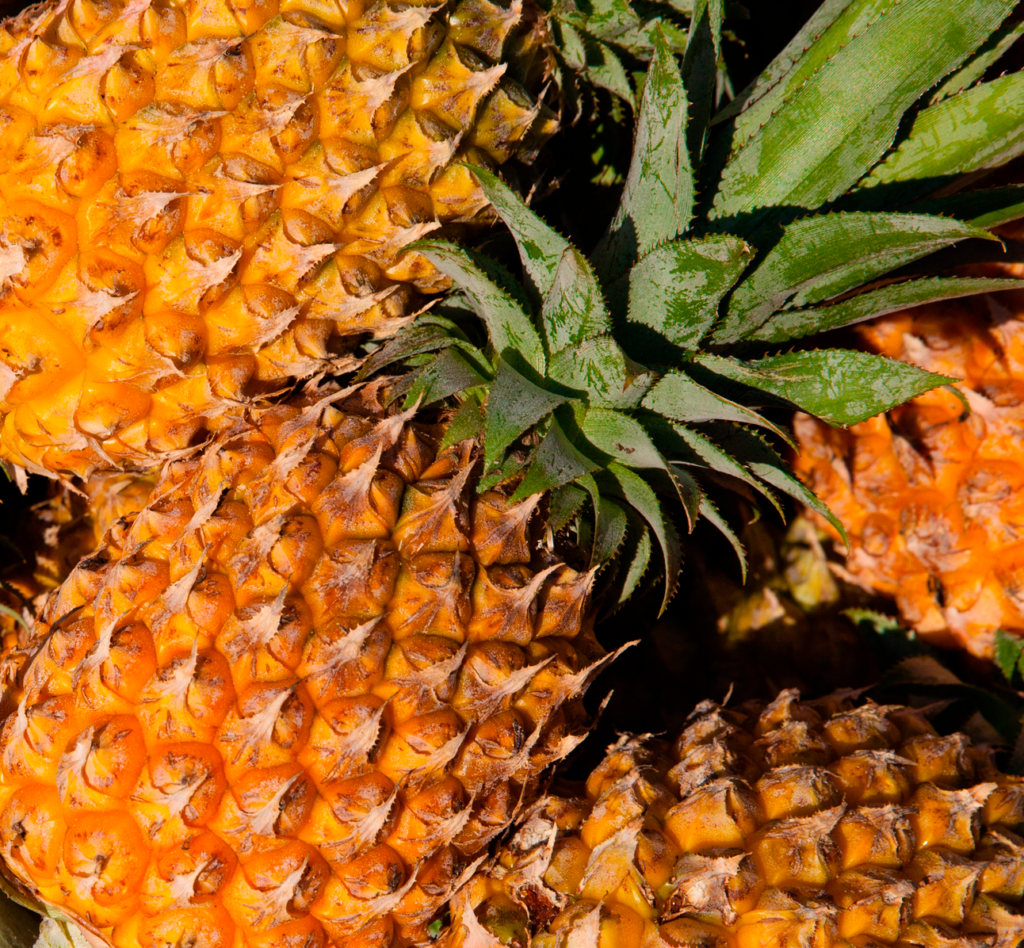 Piñas – Grupo Acón